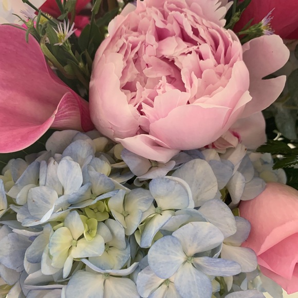 Meet your Posher, Remy - Picture 1 of 1